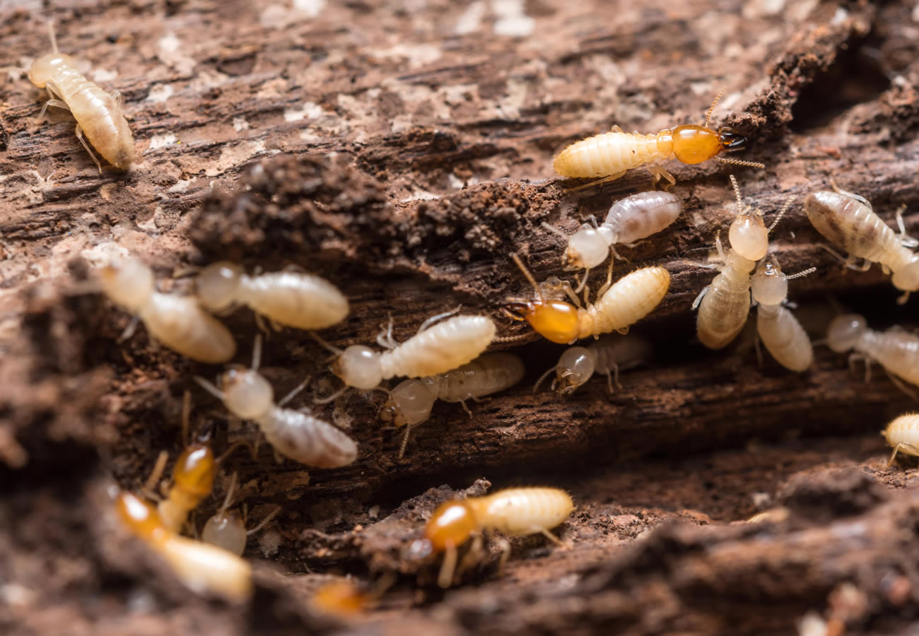 5 Wood Destroying Pests